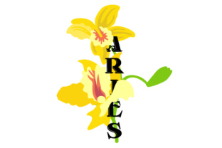 Floral Aries Embroidery Design Review
